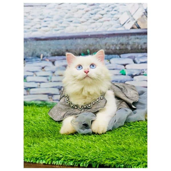 Persian triple coated punch face kitten available for sale 4