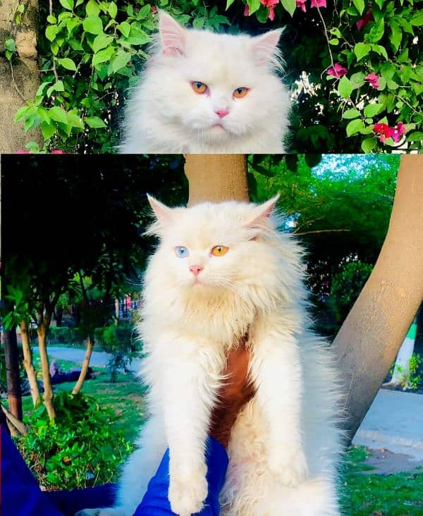 Persian triple coated punch face kitten available for sale 9