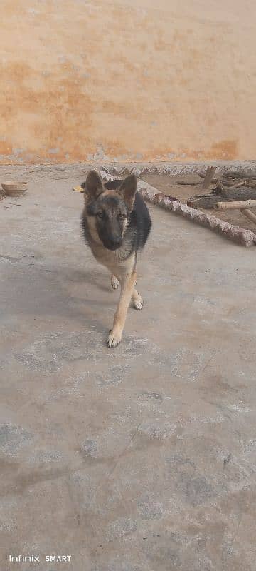 german shepherd 3