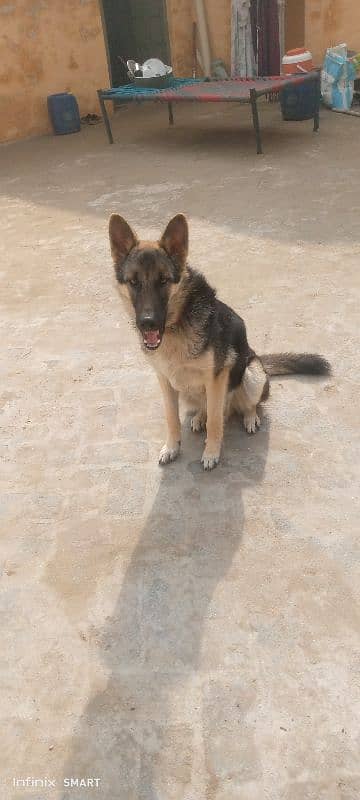 german shepherd 5