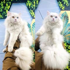 Persian triple coated punch face kitten available for sale