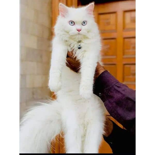 Persian triple coated punch face kitten available for sale 3