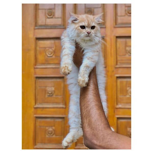 Persian triple coated punch face kitten available for sale 5