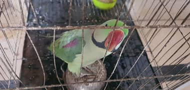 raw parrot healthy nail tail bolta b he said mian mitho visling