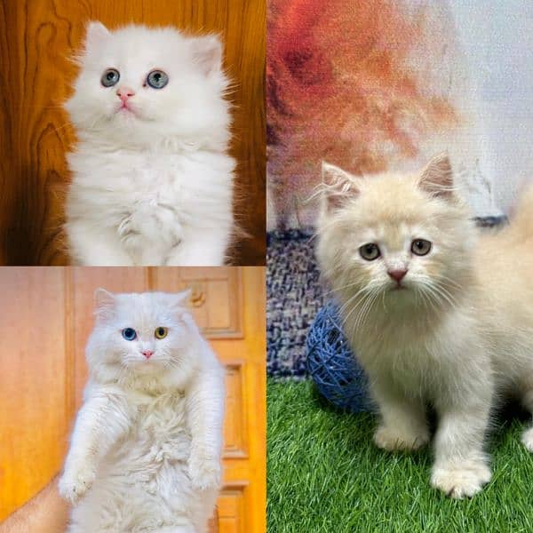 Persian triple coated punch face kitten available for sale 13