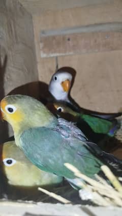 lovebird 3 month pthy available