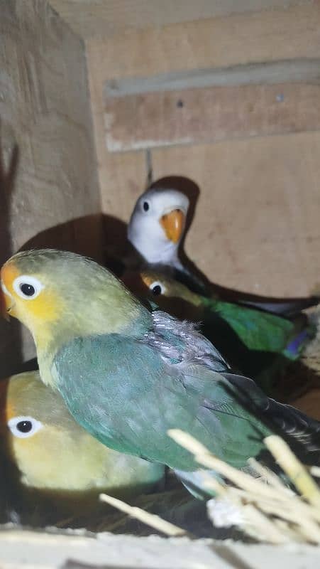 lovebird 3 month pthy available 0