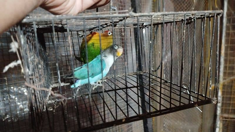 lovebird 3 month pthy available 1