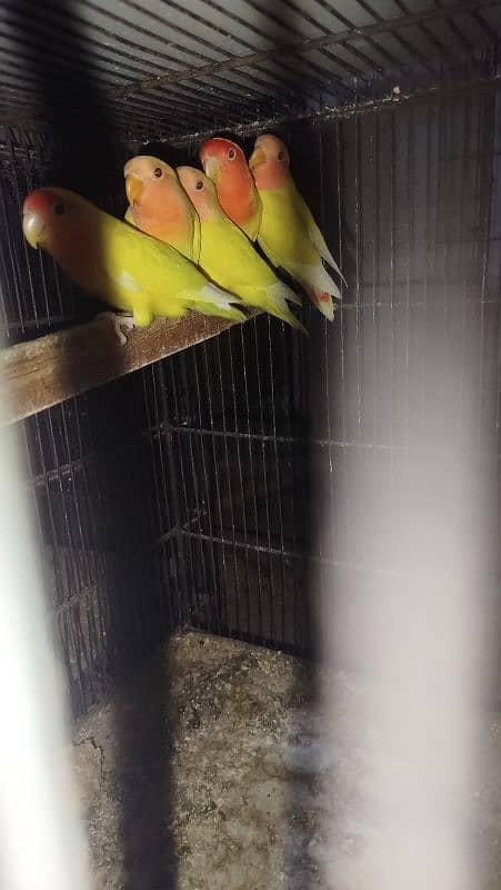 lovebird 3 month pthy available 2