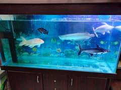 Fish Aquariums/ Aquariums For Sale / Fish / Turtle Aquarium