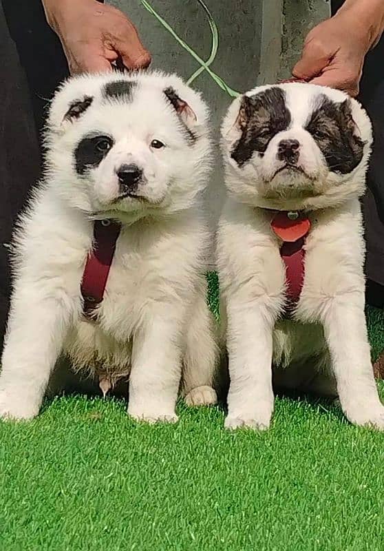 Afghan Kuchi Pair | Afghan Kuchi Puppies | security Dog For Sale 0