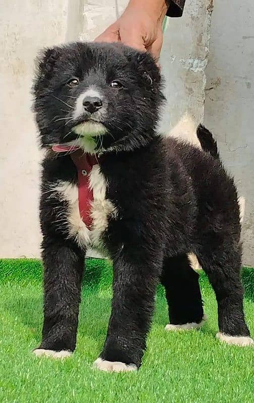 Afghan Kuchi Pair | Afghan Kuchi Puppies | security Dog For Sale 1