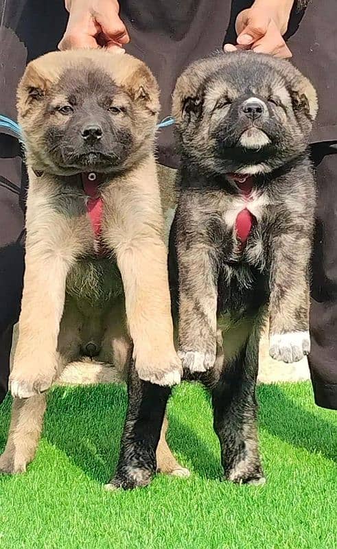 Afghan Kuchi Pair | Afghan Kuchi Puppies | security Dog For Sale 2