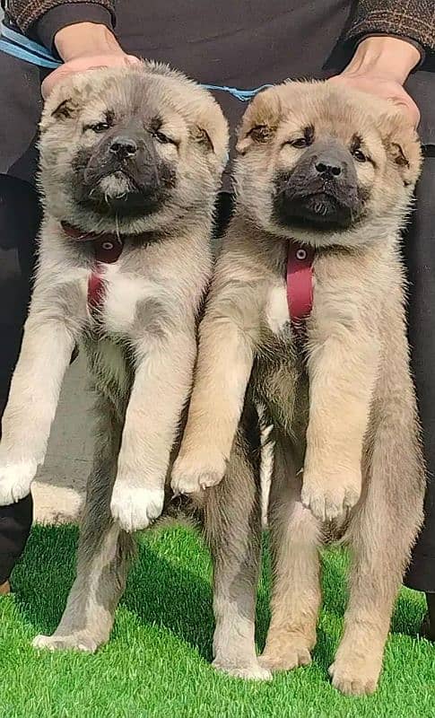 Afghan Kuchi Pair | Afghan Kuchi Puppies | security Dog For Sale 3