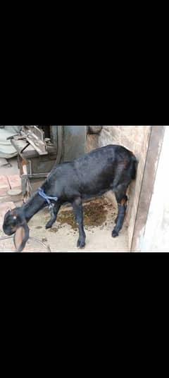 Goats pair for sale