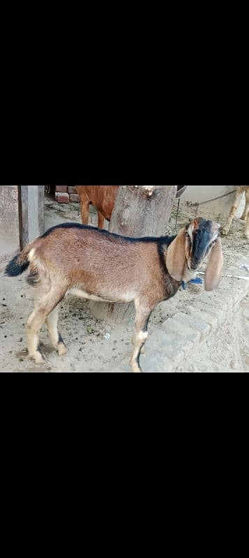 Goats pair for sale 1