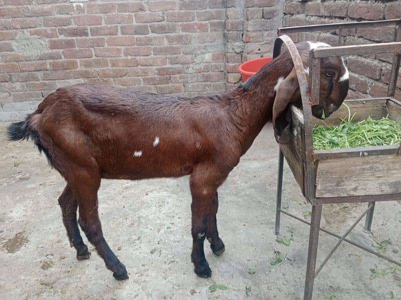 nagri female 1