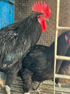 Australorp