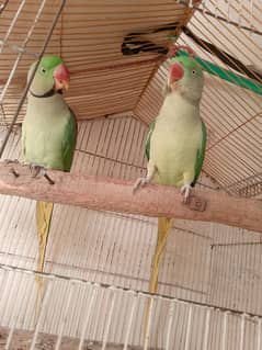 parrots for sale