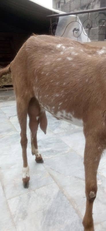 goat milking with male baby sale 0