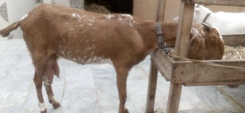 goat milking with male baby sale 1