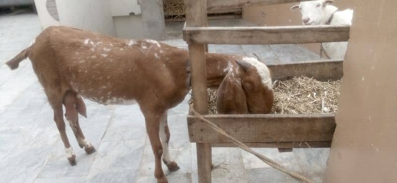 goat milking with male baby sale 2