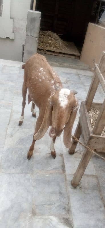 goat milking with male baby sale 3