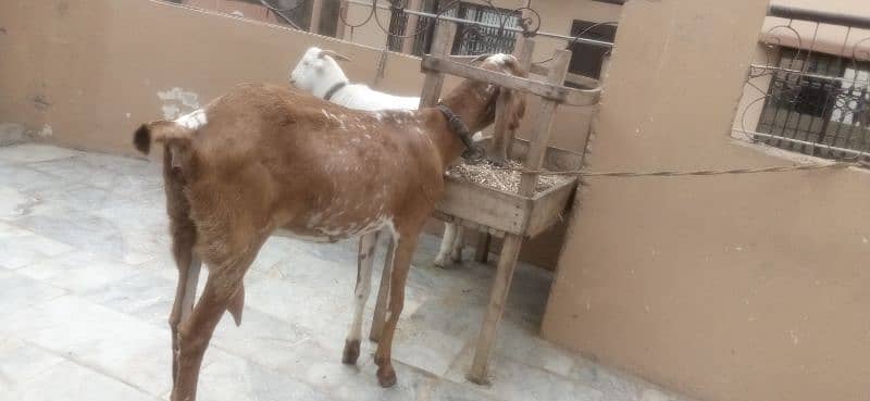 goat milking with male baby sale 4