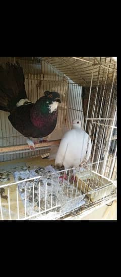 lacka pigeon breeder pair for sale