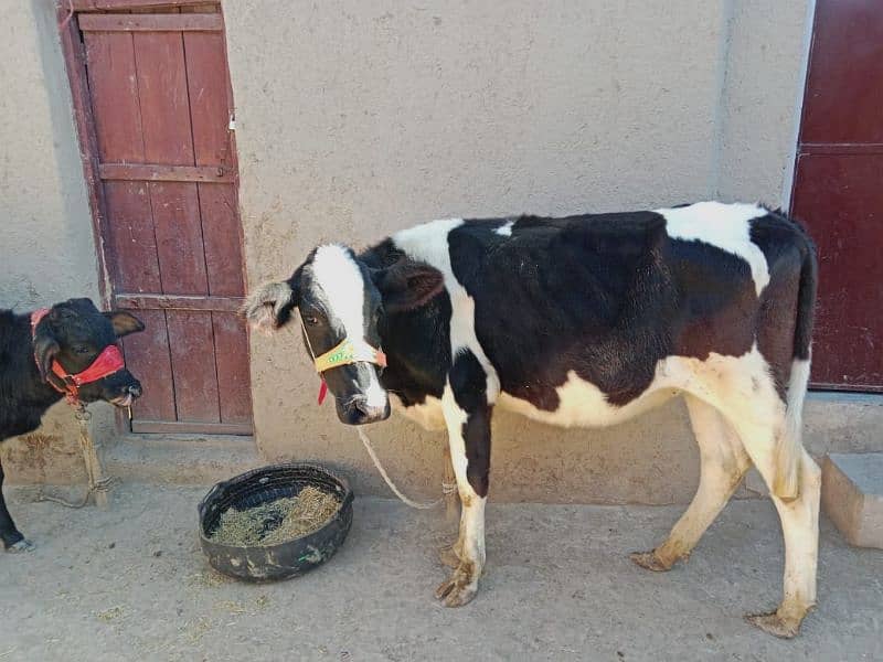 we are selling a beautiful  Dutch, Frezion and jarsi  cows 1