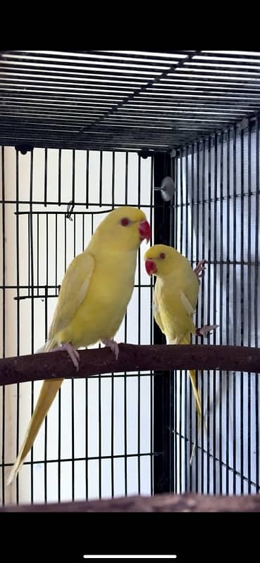 yellow ringneck males 0