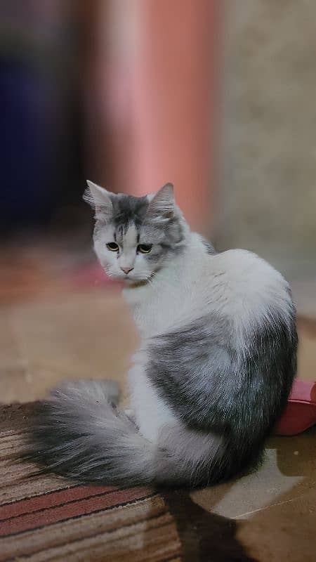 I wanna sell my 7 months male Persian cat. 2