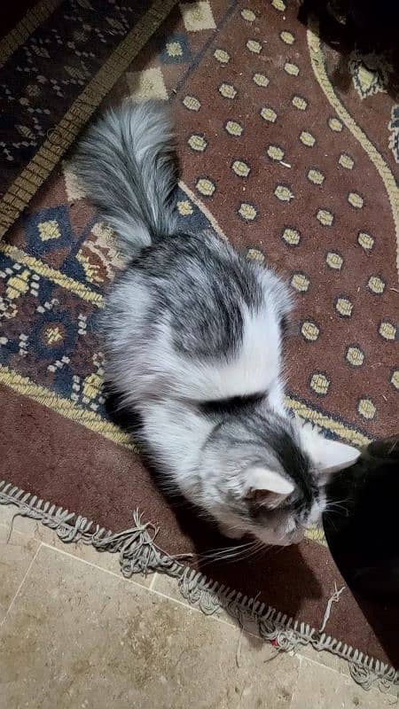 I wanna sell my 7 months male Persian cat. 4