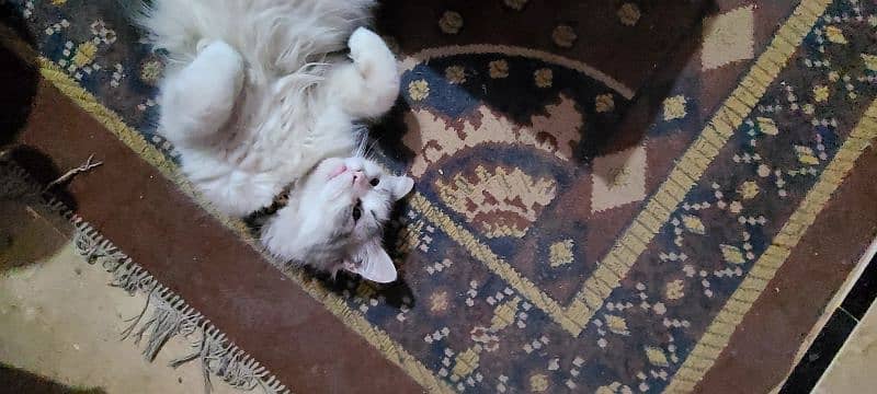 I wanna sell my 7 months male Persian cat. 7