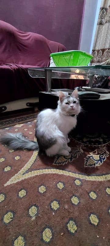 I wanna sell my 7 months male Persian cat. 8