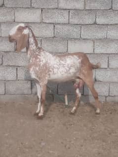 2 Beetal goats for sale