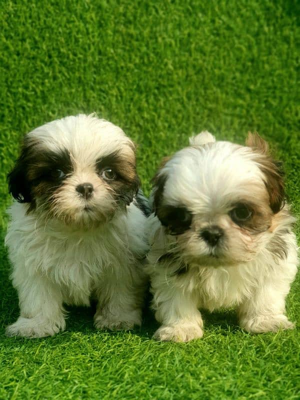 Exclusive Shihtzu puppies 1