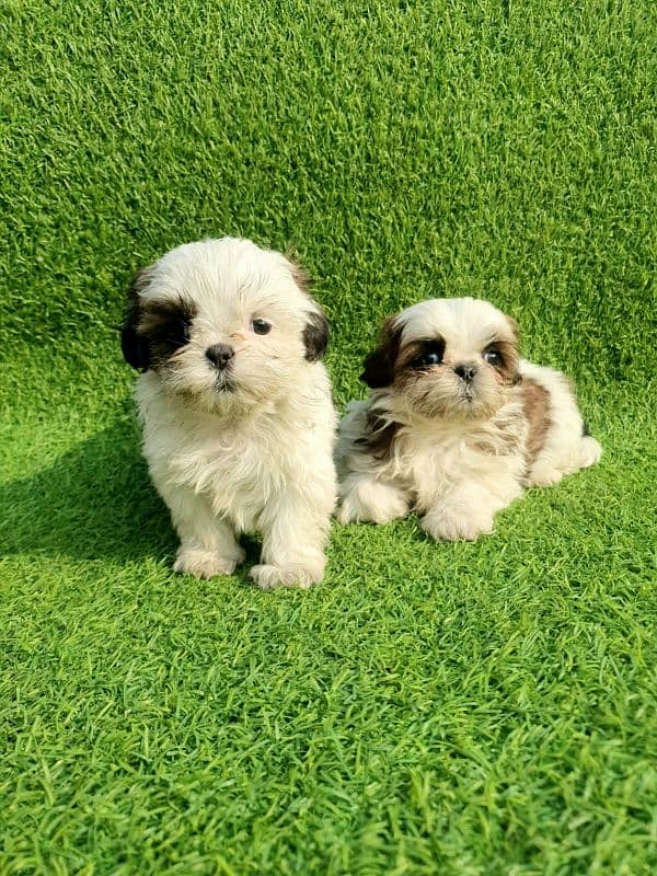 Exclusive Shihtzu puppies 2