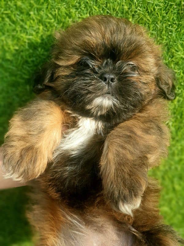 Exclusive Shihtzu puppies 3