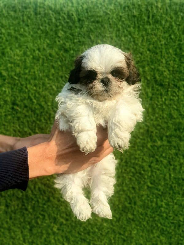 Exclusive Shihtzu puppies 8