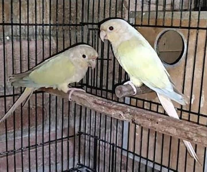 conure pairs setup for sale 0