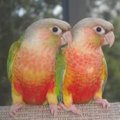 conure pairs setup for sale