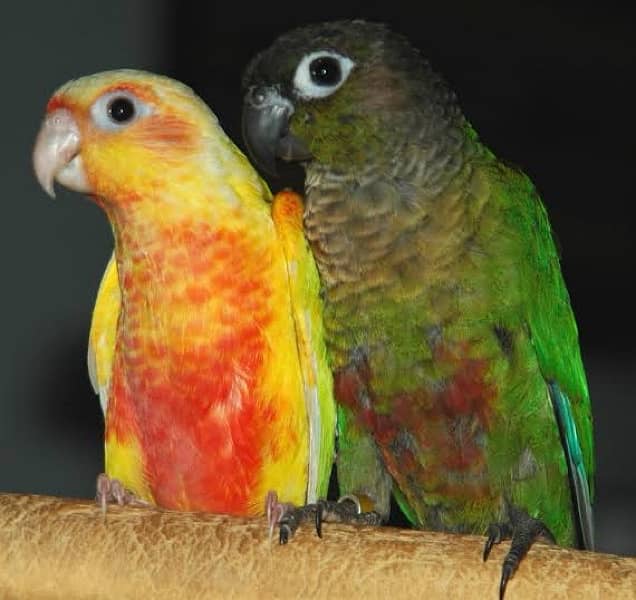 conure pairs setup for sale 3