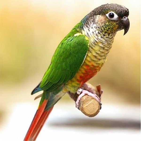 conure pairs setup for sale 6