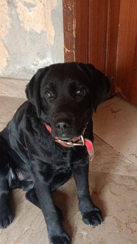 Black Female Labrador Puppy 0