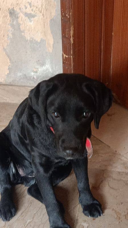 Black Female Labrador Puppy 2