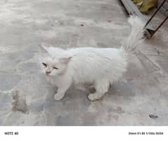 Persian cat for sale