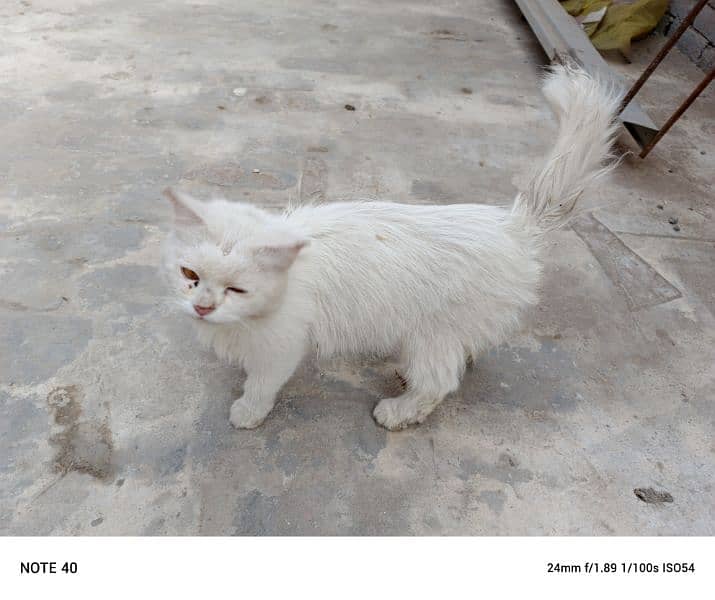 Persian cat for sale 0