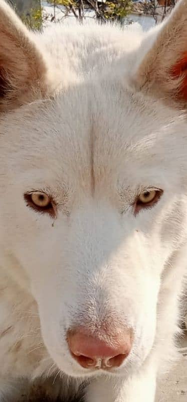 White Husky 0