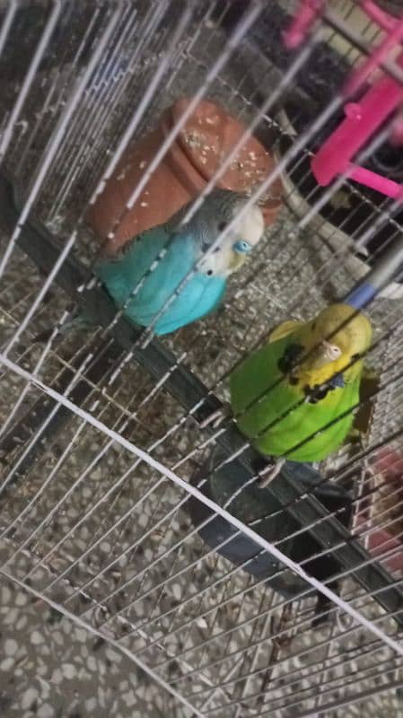 3 budgie and lovebird 3